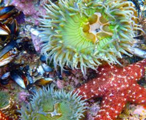 Fitzgerald Marine Reserve